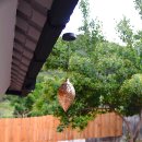 스테이더담 도율 이미지