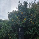 씨에스 호텔 앤 리조트 | 숙박 ) 제주 씨에스호텔앤리조트