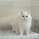 반다비앤에이치 | 고양이 탈취제 추천 범백 바이러스까지 살균 소독 탁월한 바이엑스 펫 전용 탈취제