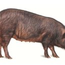 제주흑돼지 이미지