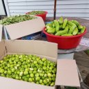 정식농장 이미지