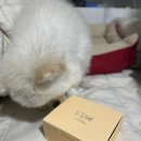 부산 마카롱 사상 디저트맛집 달콤부부 5구 포장 선물 후기