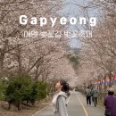 [경기도] 주말에 방문하기 좋은 가평 벚꽃명소 에덴벚꽃길