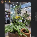 오하이플라워 이미지