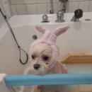 퍼피엔젤 반려동물 미용실 이미지