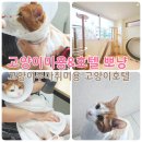 도봉구 고양이미용&amp;호텔 뽀냥 고양이무마취미용 목욕 후기