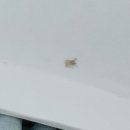 풀칠공사 | 아파트 윗집 누수로 천장 도배 새로하고 현관 결로방지 곰팡이방지 타일공사 후기