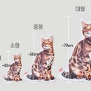 미아뮤