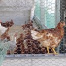 백운농장 이미지