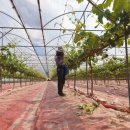 정형농장 이미지