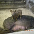 옥룡농장 이미지