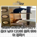 고양이 캣타워 후기 (2) ㅣ 콩이 냥이 디어캣 원목 캣타워 정착기