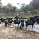 금산면사무소 이미지