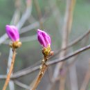 홍천 봄의 전설-진달래꽃,버들강아지,생강나무(산동백) 이미지