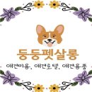 둥둥펫살롱 이미지
