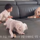 뽀끼왕 이미지