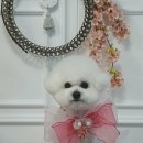 애견미용 나나엄마 이미지