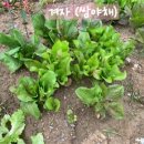 겨자씨 1농장 이미지