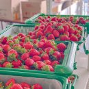 수화농장 | 울진 아이와 가볼만한 곳, 겨울에도 따뜻한 딸기체험 달쿵농장