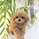 건강한 강아지 이미지