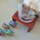 아로펫 | 고양이 습식사료, 브리젠 주식캔 기호성 후기