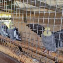 대관령 아기동물농장 이미지