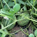 애플과 복수박 구경 하세요 이미지