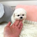 부산강아지분양 앨리펫 이미지