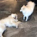 아이러브퍼피 이미지