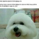 베이비몽 이미지