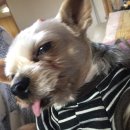 DOGZONE 네이버블로그