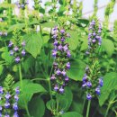 치아(chia, Salvia hispanica) - 박하과 식물 이미지
