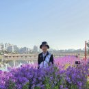 영천(보라유채꽃)26,05,05(신카니발)천군 이미지