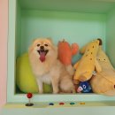 개들랜드 이미지