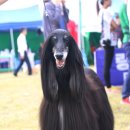 에스카 Daum카페