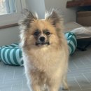 절세미견 이미지