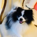 바둑이펫 이미지