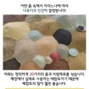 진토베기 Daum카페