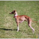 샴프네집 이미지