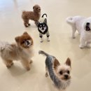 슈퍼해피독 이미지