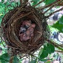 황칠나무집 이미지