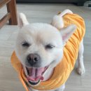 꽃보다예쁘개 이미지