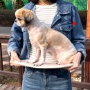 모드니세탁 | 강아지 포대기 애견 슬링백 추천! 모드니펫 산책 이동가방 백팩 S 후기