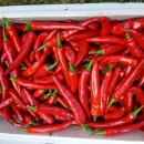 청춘고추 이미지