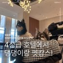 중앙컴퓨터크리닝 | 서울 애견동반 호텔 추천, 코트야드 메리어트 서울 보타닉 파크 펫캉스 대만족 후기 (4성급)