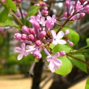 오월의수수꽃다리 이미지