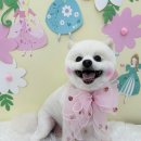 차차펫살롱 이미지