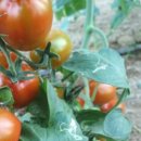 상덕농장 이미지