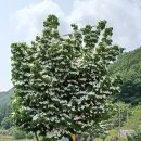 증평좌구산 입구 가로수 이팝나무 이미지