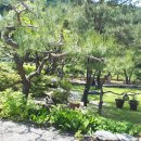 소나무정원 이미지